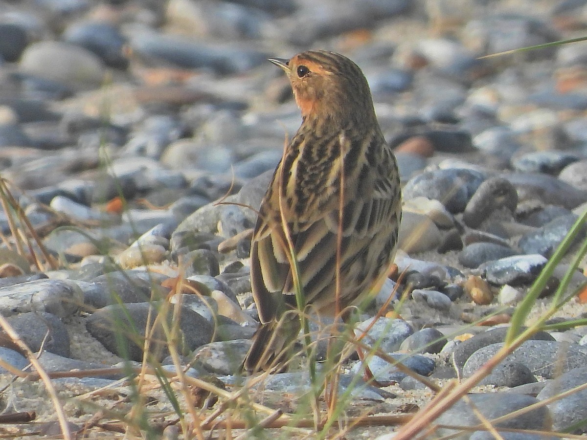 Red-throated Pipit - ML643604263