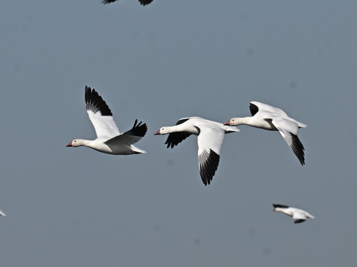 Snow Goose - ML643604266