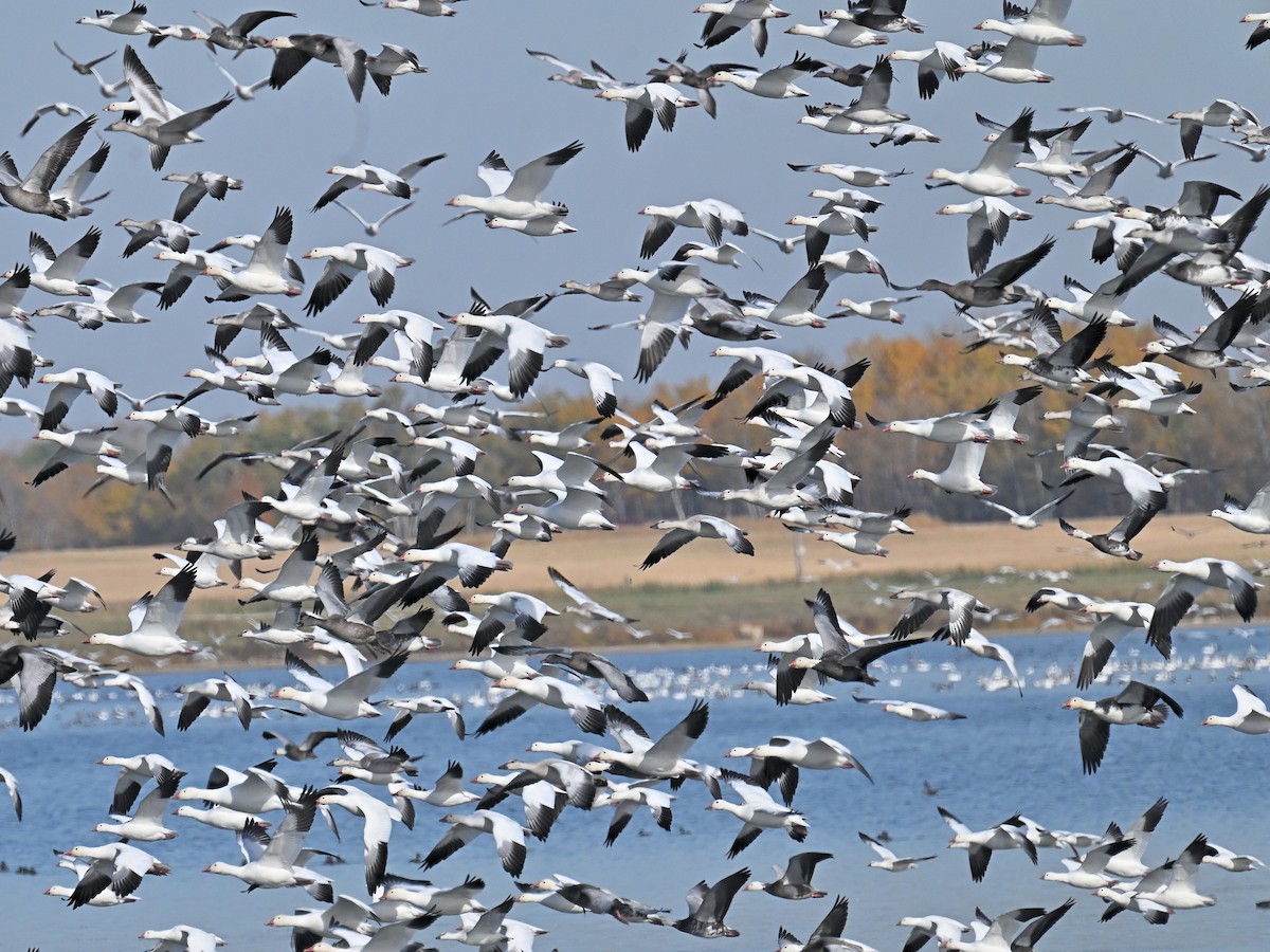 Snow Goose - ML643604267