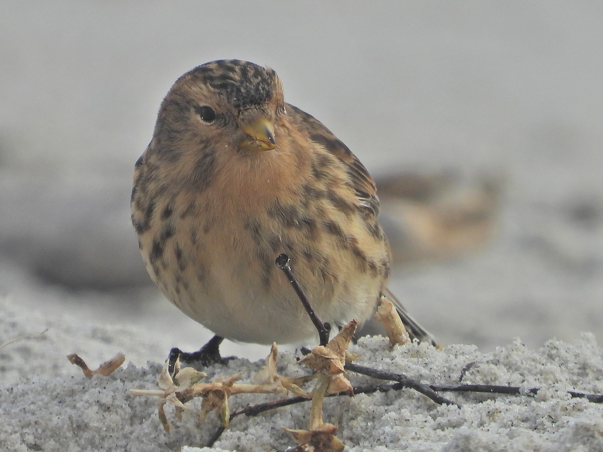 Twite - ML643604289