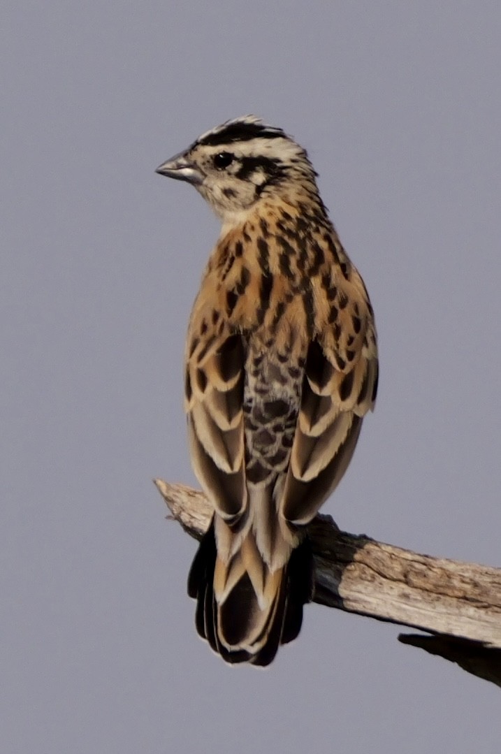 Eastern Paradise-Whydah - ML643604290