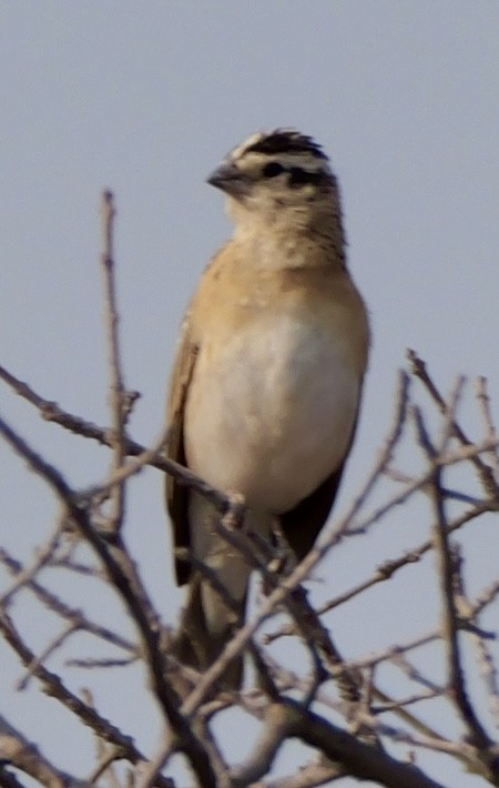 Eastern Paradise-Whydah - ML643604291