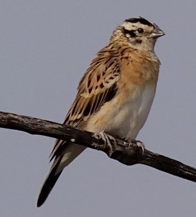Eastern Paradise-Whydah - ML643604292