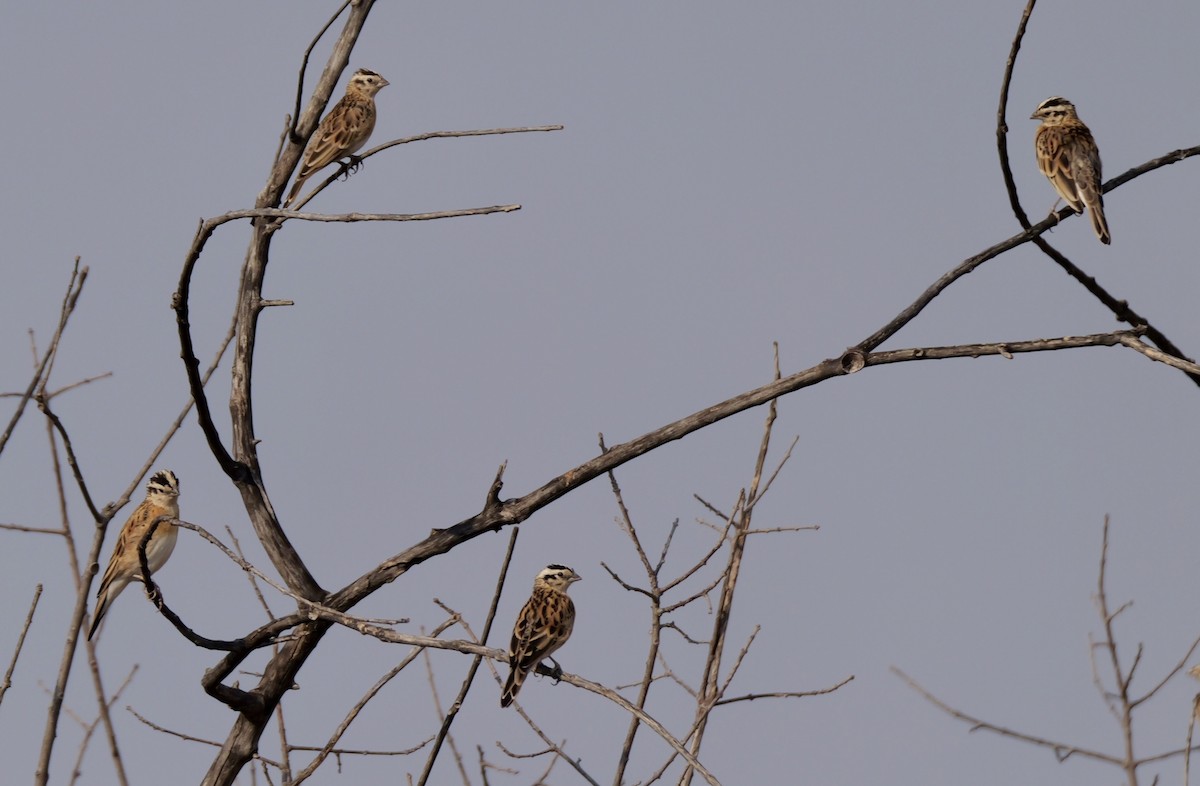 Eastern Paradise-Whydah - ML643604293
