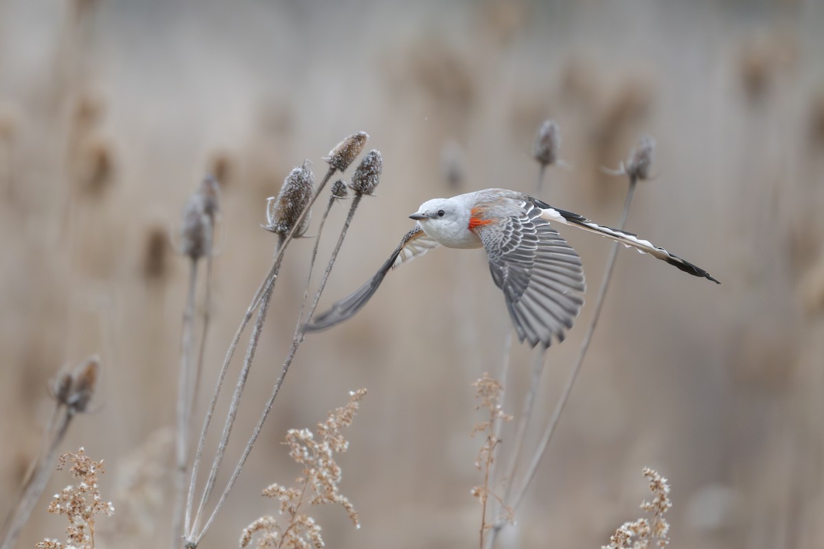 Тиран мексиканський - ML643604315