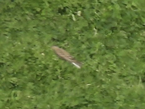 American Pipit - ML643604333