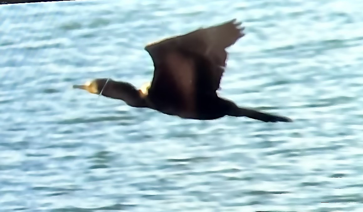 kormorán sp. - ML643604345