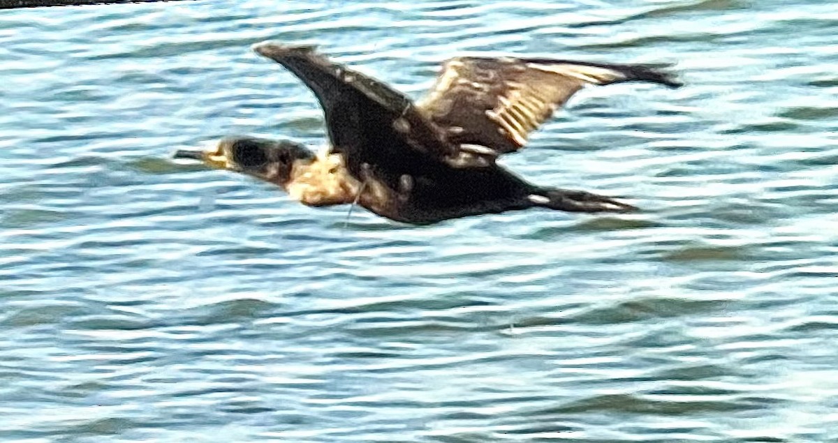 kormorán sp. - ML643604346