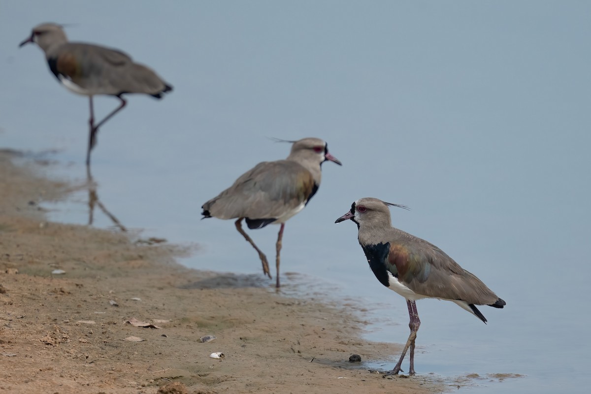 ナンベイタゲリ - ML643604368