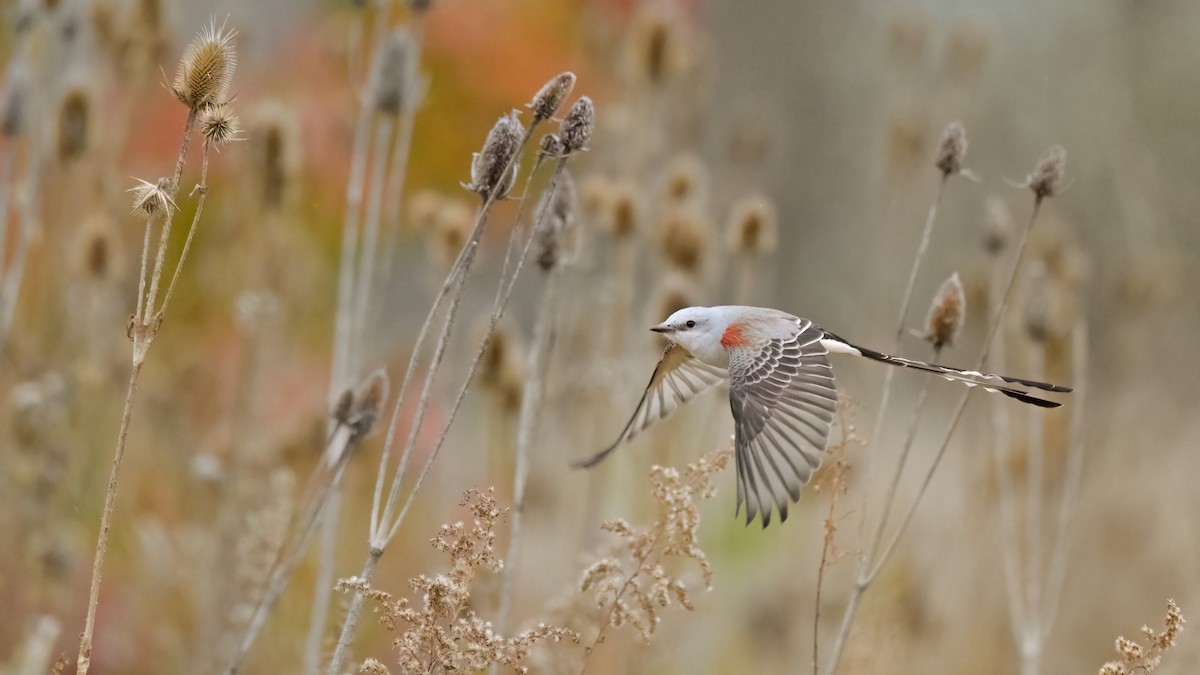 Тиран мексиканський - ML643604387