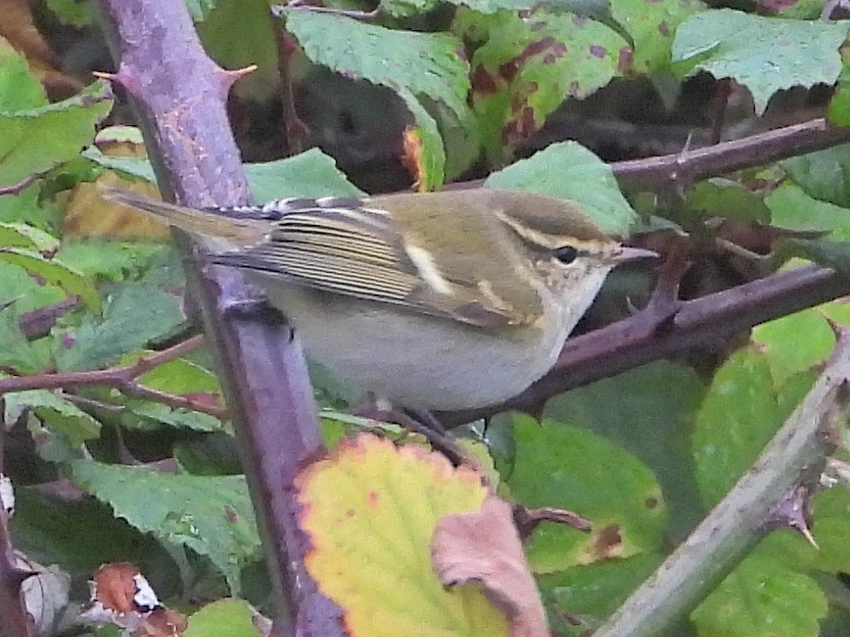 Yellow-browed Warbler - ML643604388
