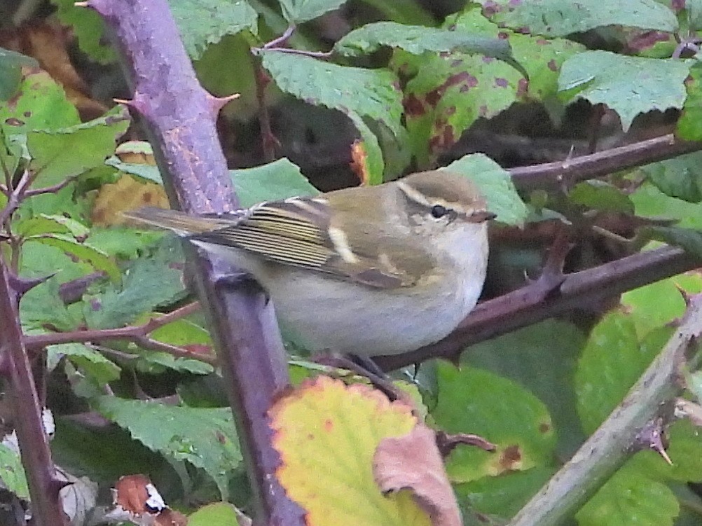 Yellow-browed Warbler - ML643604389