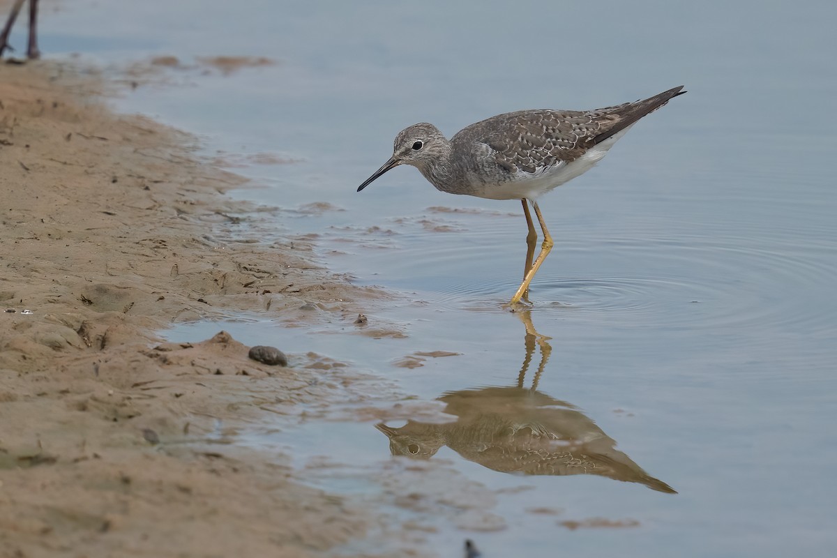 オオキアシシギ - ML643604393