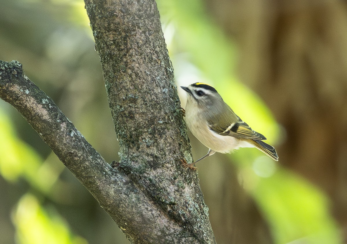 Golden-crowned Kinglet - ML643604402