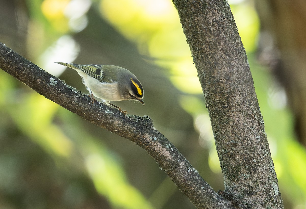 Golden-crowned Kinglet - ML643604404