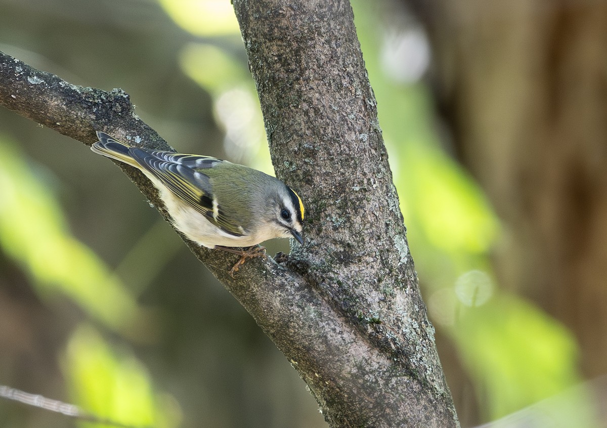 Golden-crowned Kinglet - ML643604406