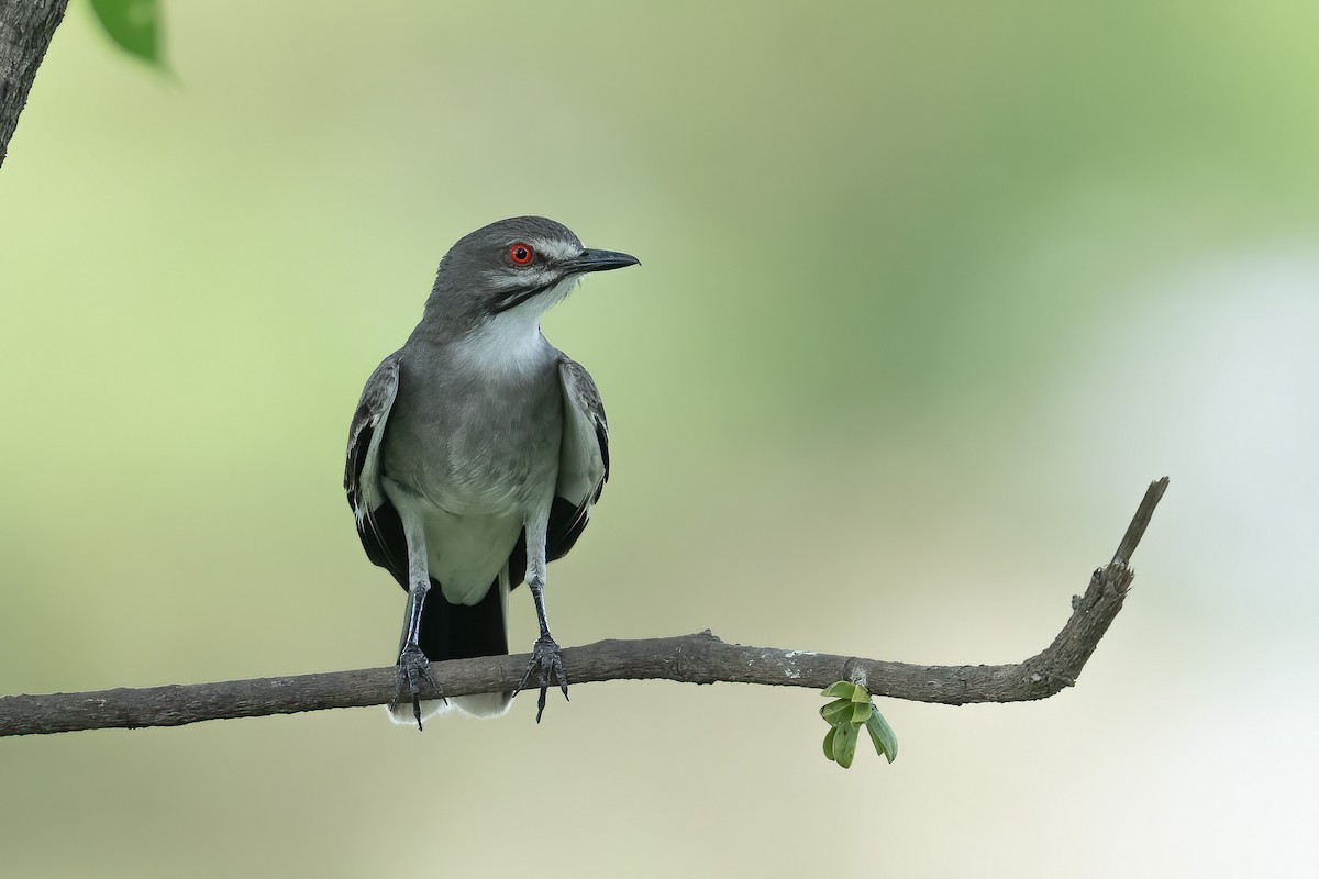 ハイムネタイランチョウ - ML643604415