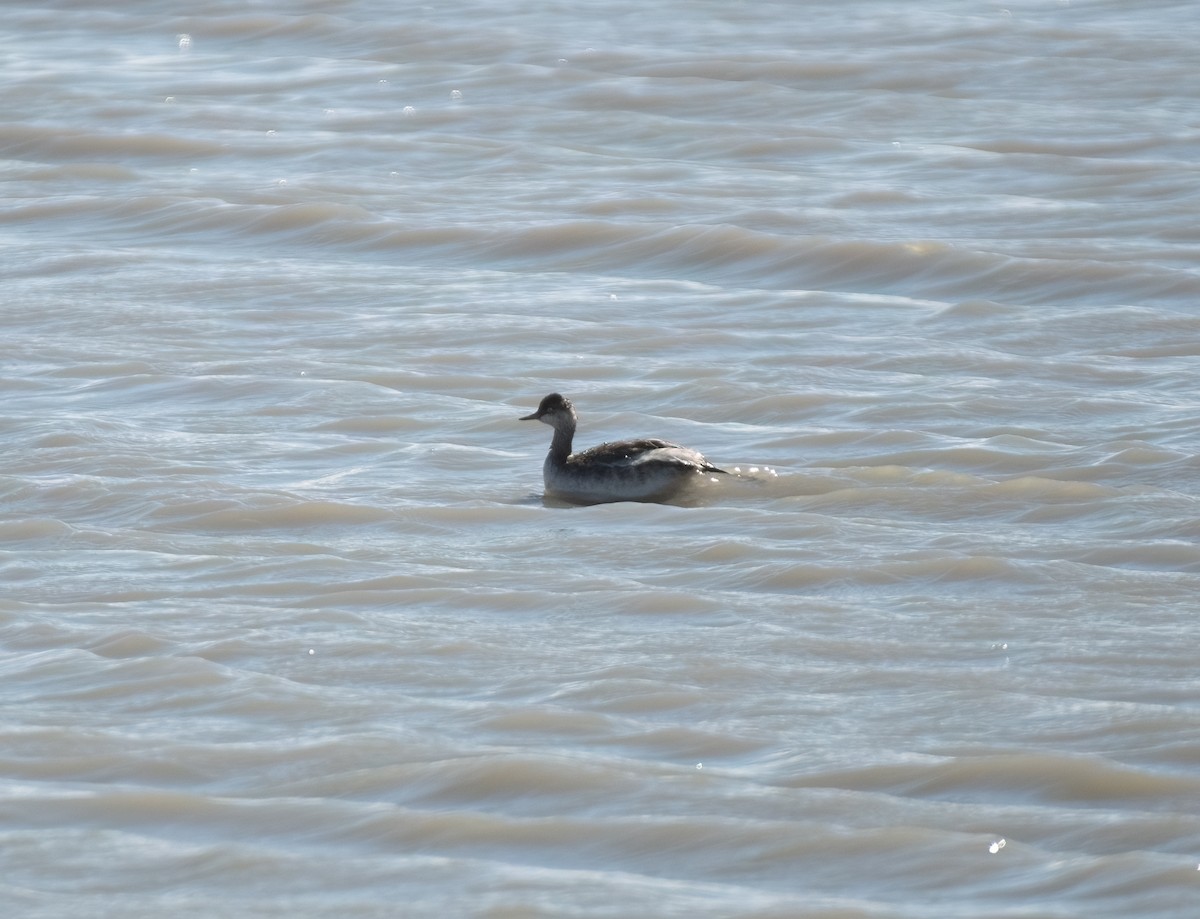Eared Grebe - ML643604417