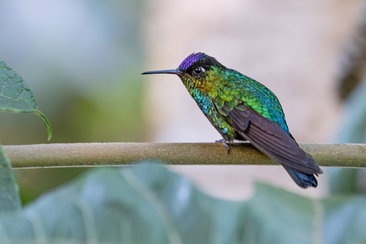 Fiery-throated Hummingbird - ML643604420