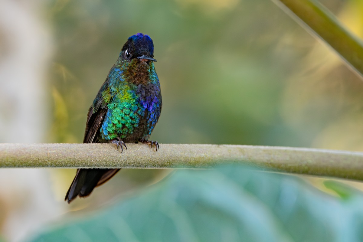 Fiery-throated Hummingbird - ML643604422