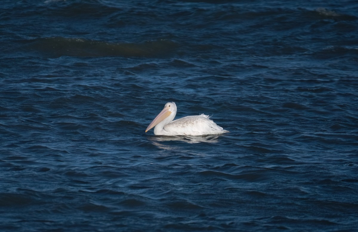 American White Pelican - ML643604431