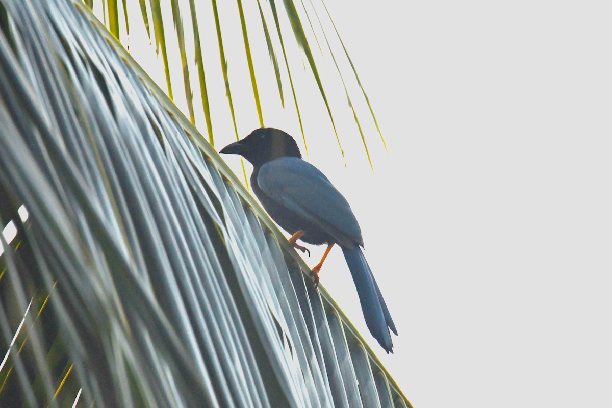 Yucatan Jay - ML643604435