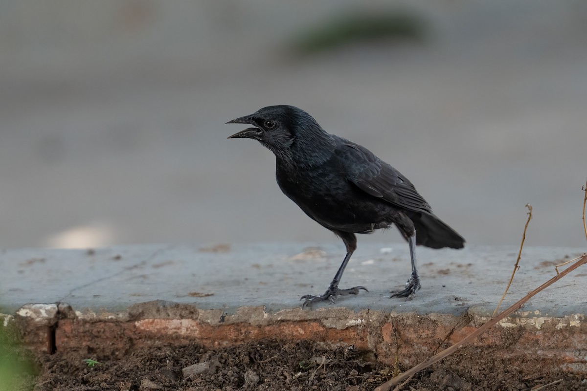 ミゾハシクロムクドリモドキ - ML643604438