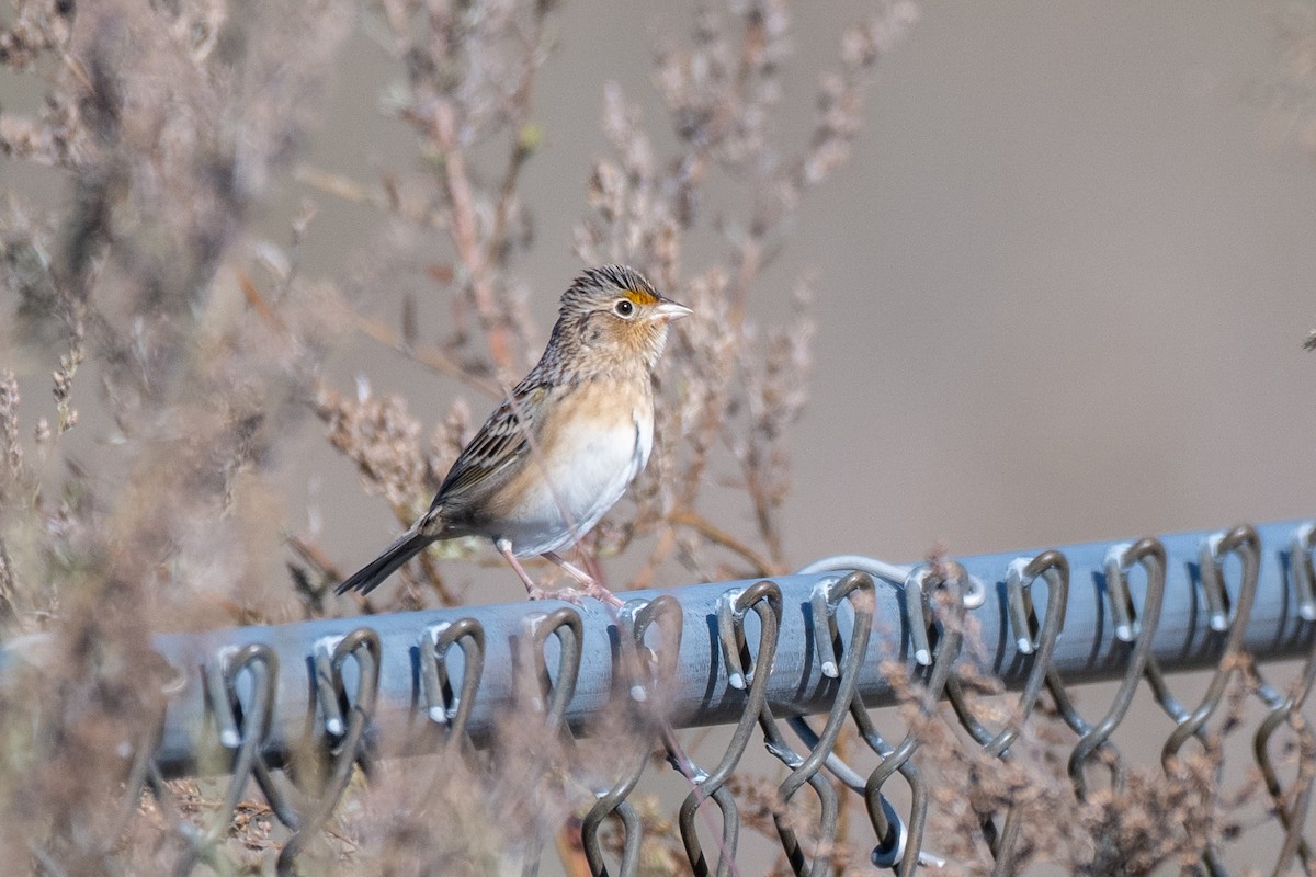 Grasshopper Sparrow - ML643604440