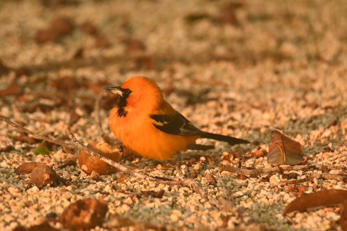 Oriole orange - ML643604456