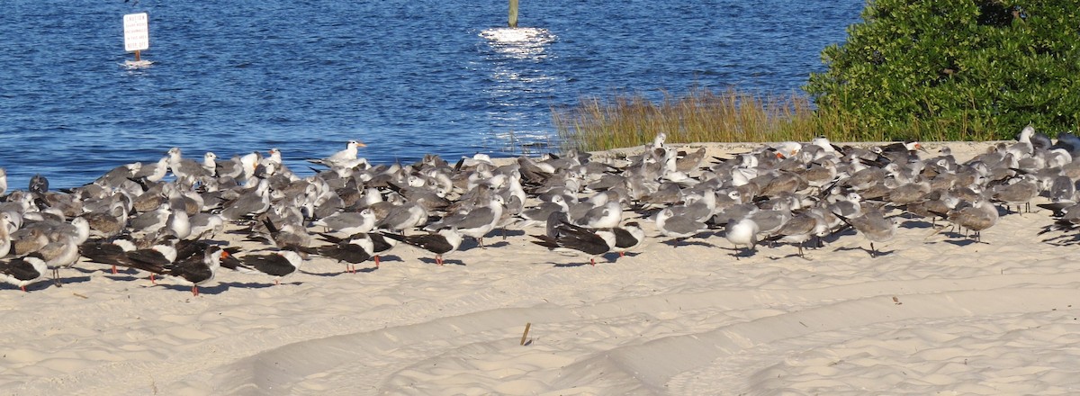 Laughing Gull - ML643604460