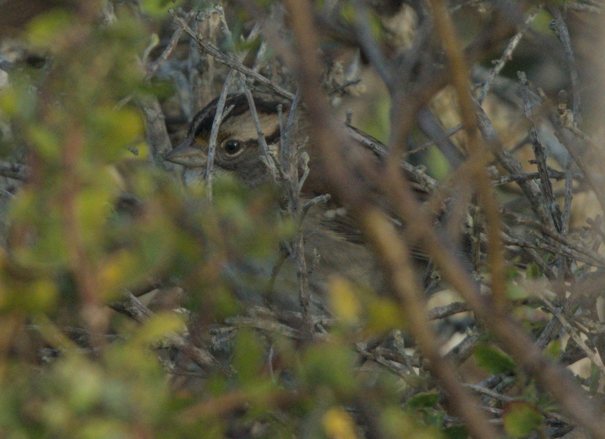 White-throated Sparrow - ML643604461