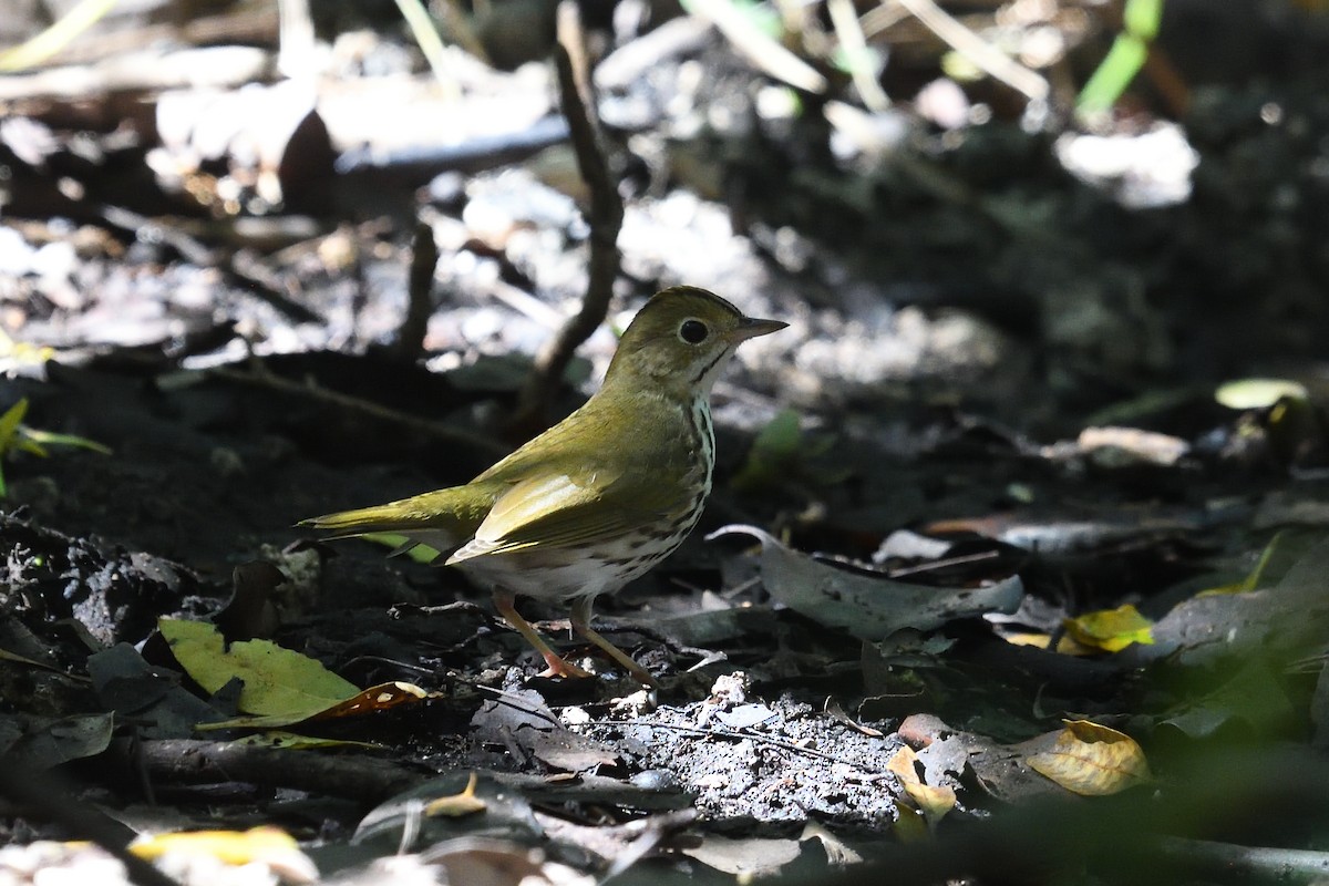 Ovenbird - ML643604471