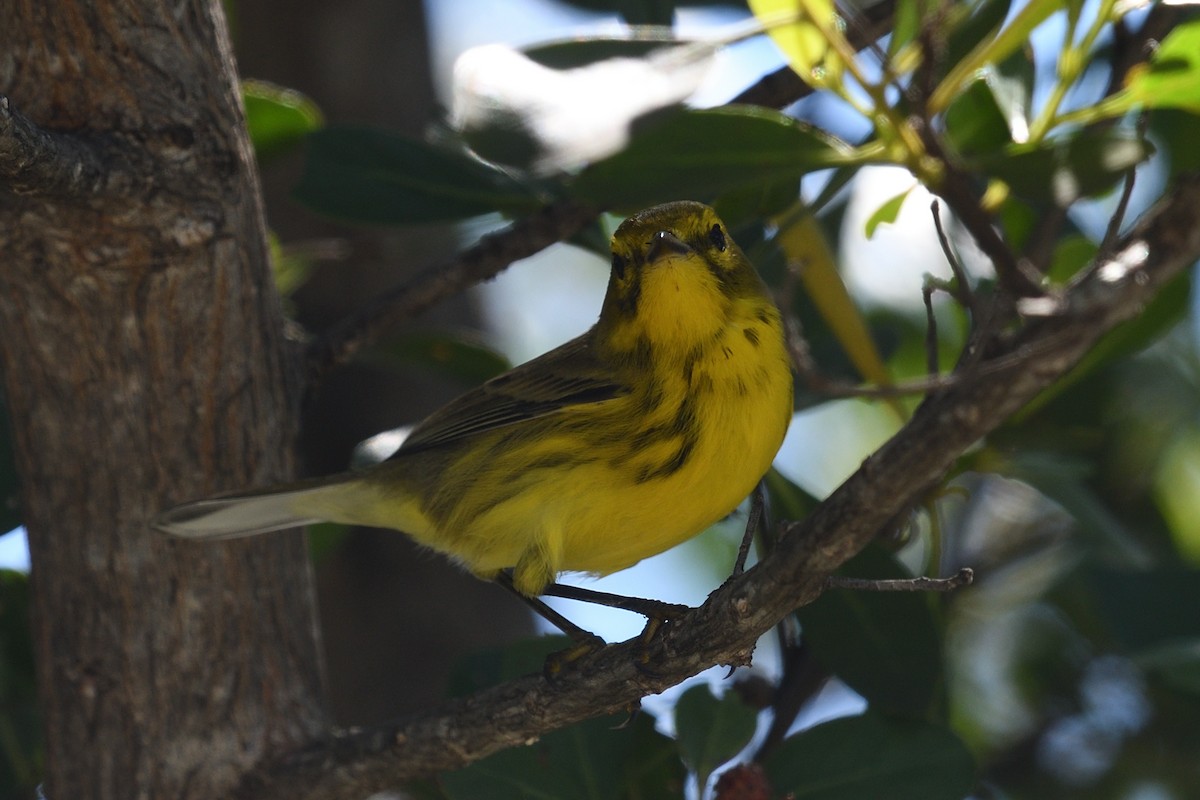 Prairie Warbler - ML643604480