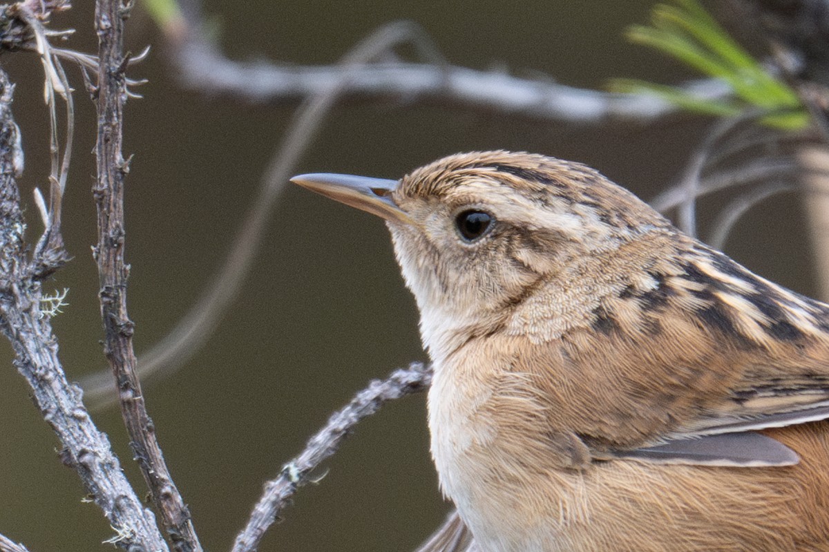 Grass Wren - ML643604493