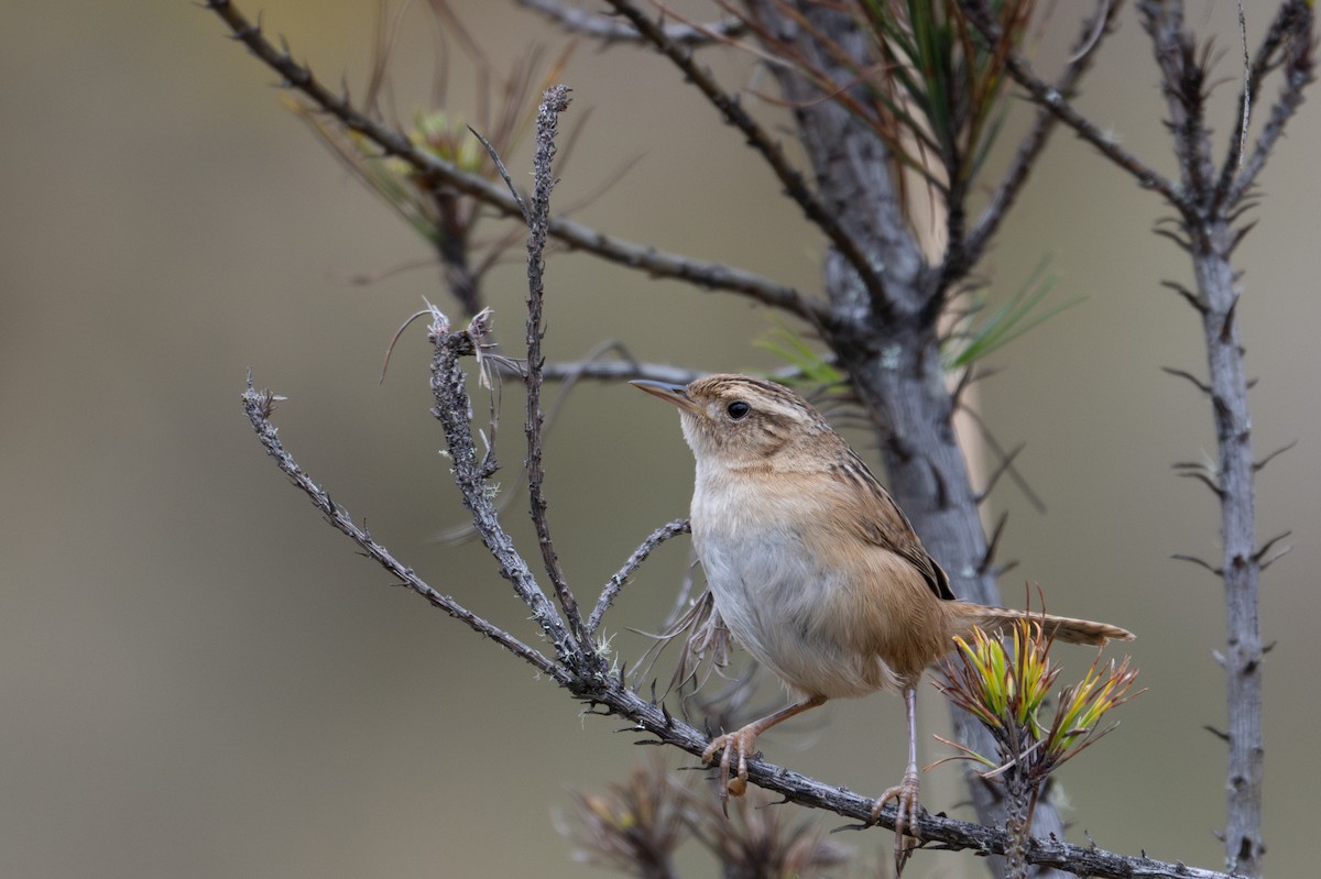 Grass Wren - ML643604496