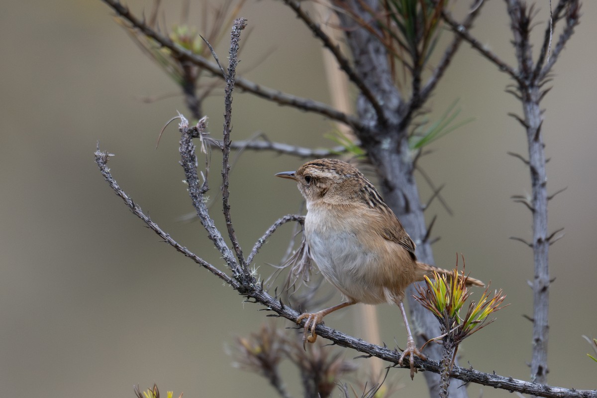 Grass Wren - ML643604497