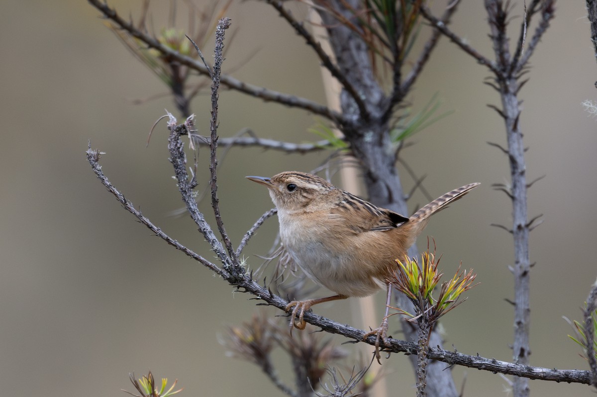 Grass Wren - ML643604498