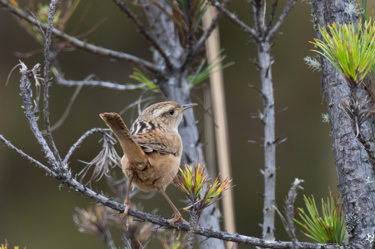 Grass Wren - ML643604499