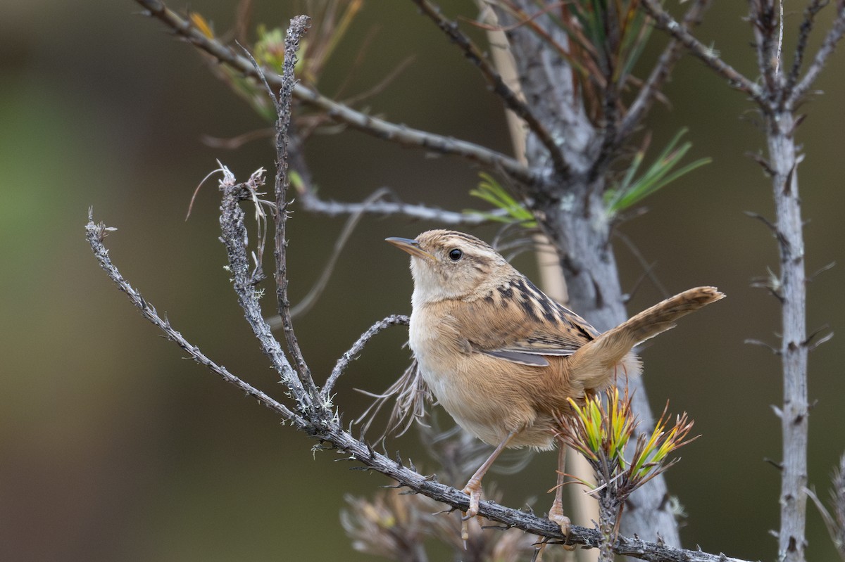 Grass Wren - ML643604500
