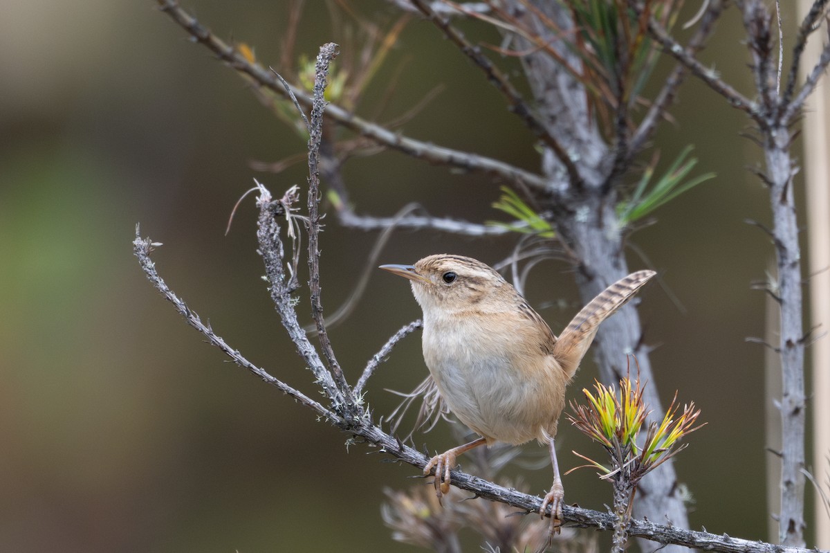 Grass Wren - ML643604501
