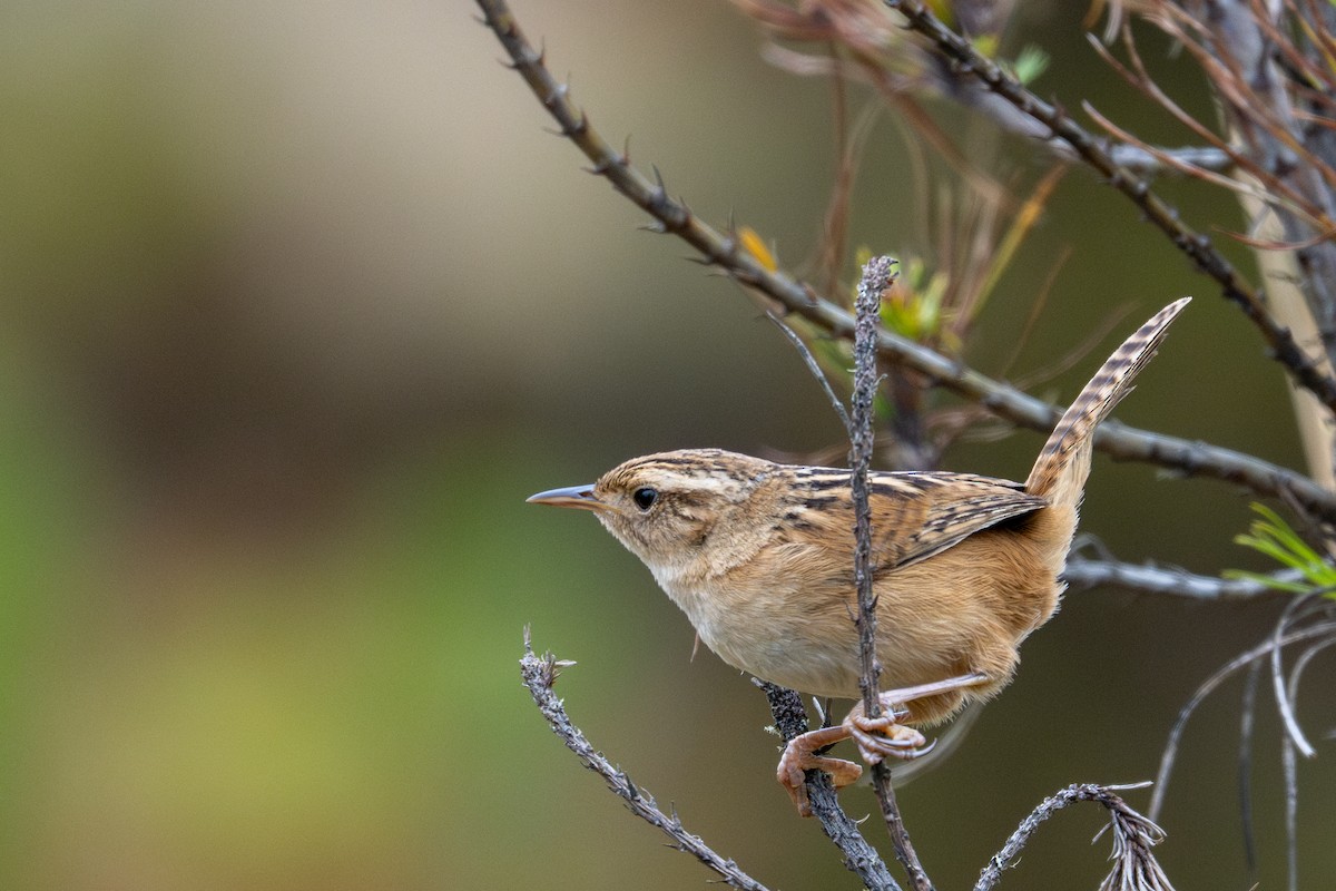 Grass Wren - ML643604502