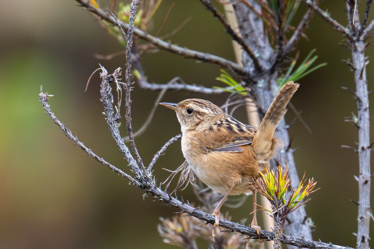 Grass Wren - ML643604503