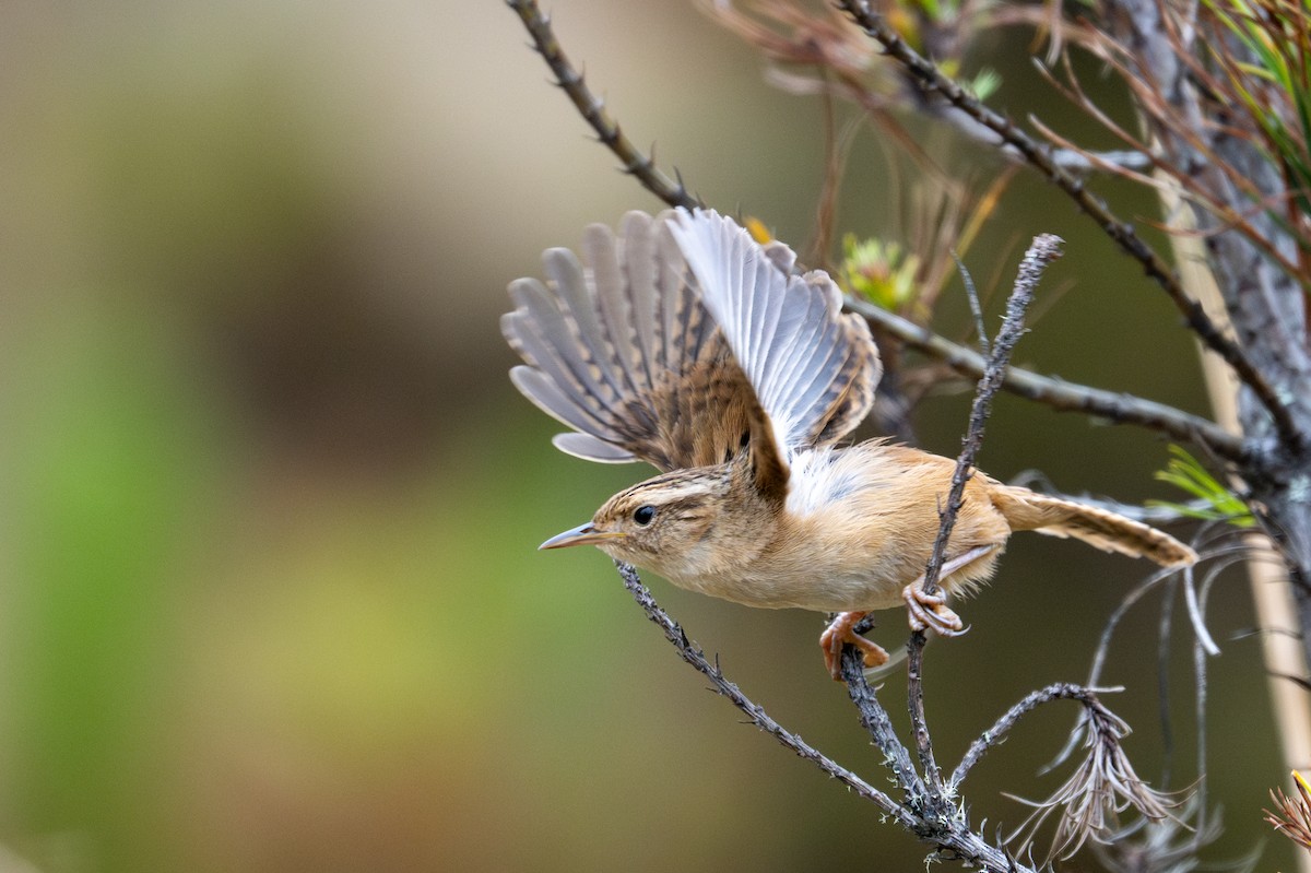Grass Wren - ML643604504