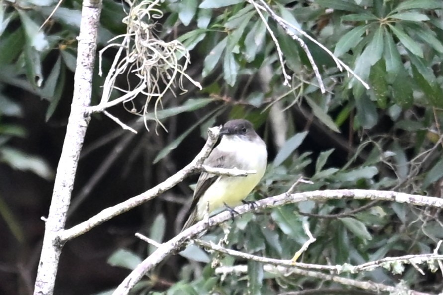 Eastern Phoebe - ML643604509