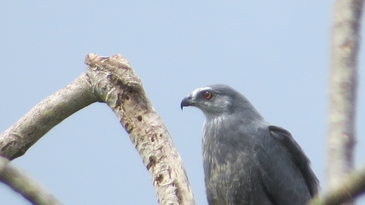 Crane Hawk - ML643604512