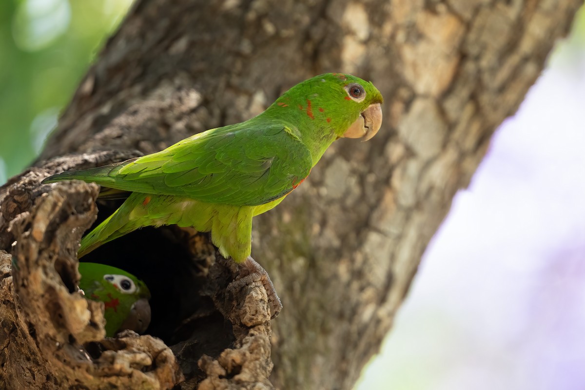 White-eyed Parakeet - ML643604513