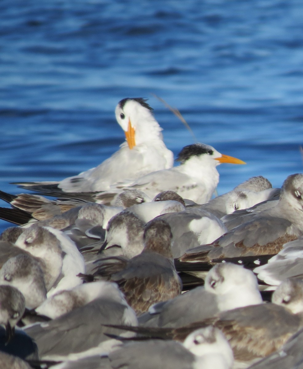Royal Tern - ML643604519