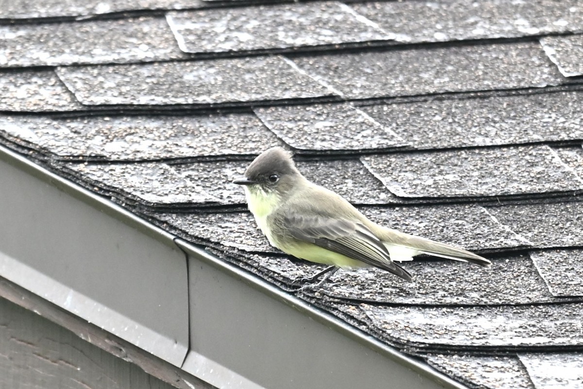 Eastern Phoebe - ML643604531