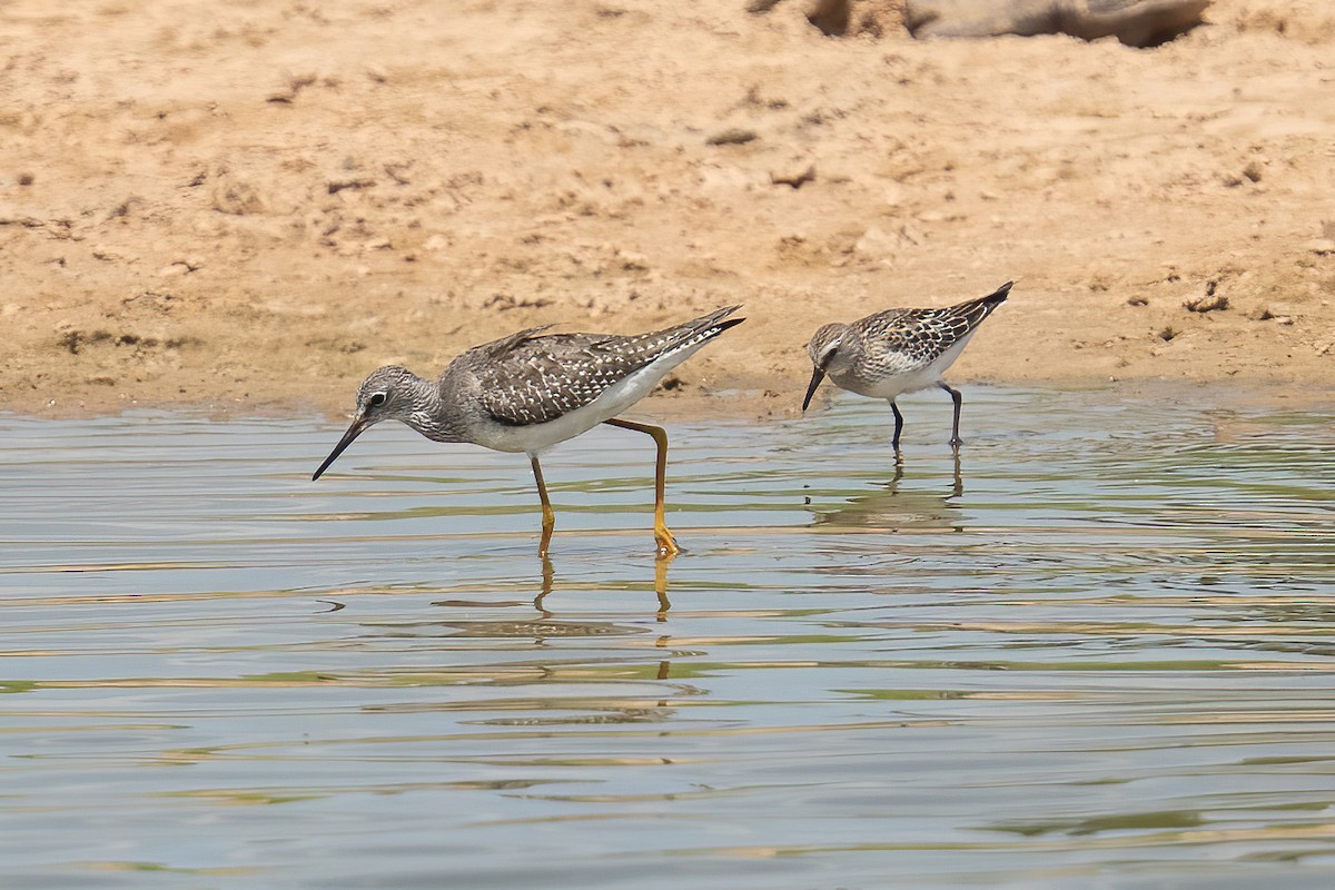 コシジロウズラシギ - ML643604549