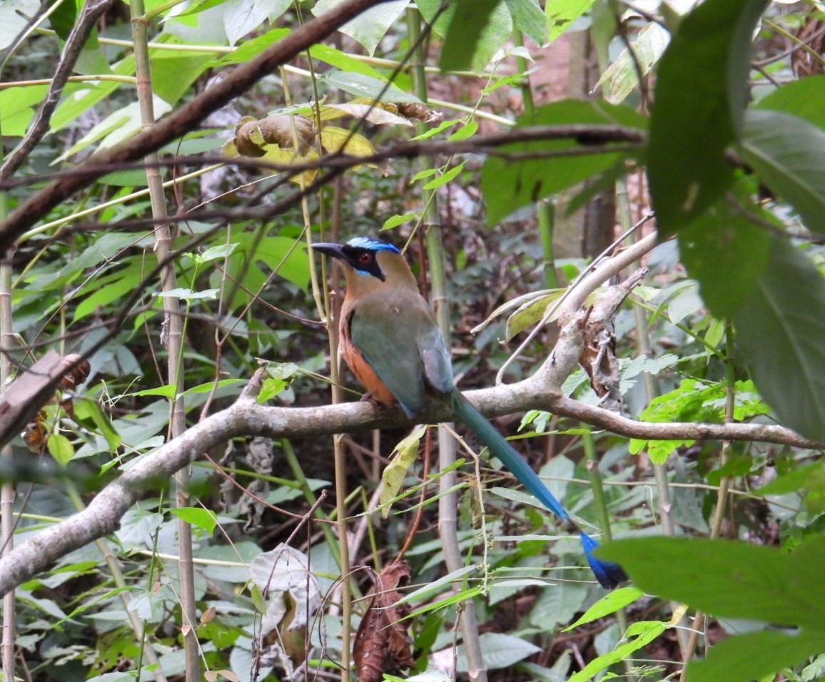 Motmot caraïbe - ML643604565